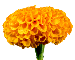 Tagetes